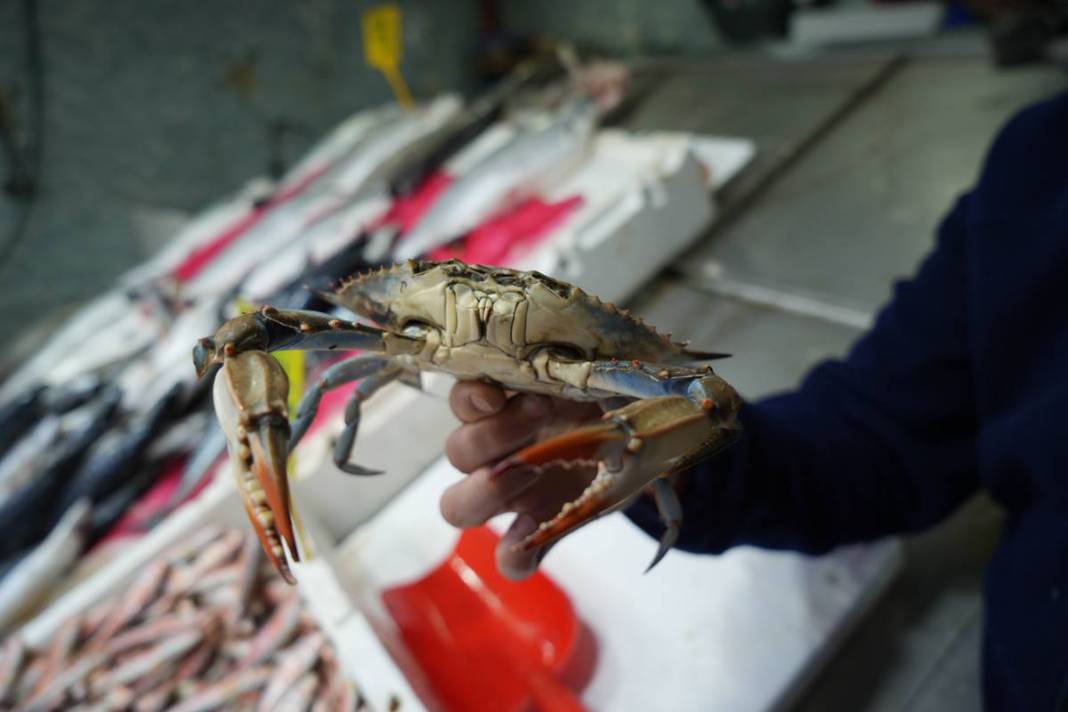 Denize açılan balıkçılar şoke oldu: Mavi tehlike Karadeniz'de! Böylesi ilk kez yaşanıyor 5